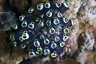 Sea Squirt Clavelina robusta. Gili Islands, Lombok, Indonesia