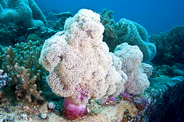 Soft Coral Dendronephthya sp. on shipwreck. Gili Islands, Lombok, Indonesia