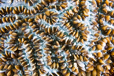 Bubble Coral Physogyra lichtensteini with polyps withdrawn. Gili Islands, Lombok, Indonesia