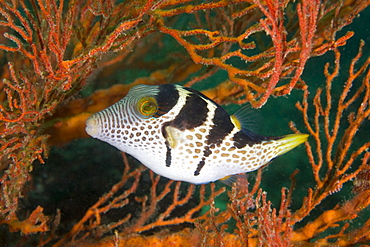 Saddaled Toby Canthigaster valentini. Gili Islands, Lombok, Indonesia