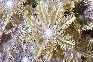 Flower Coral Clavularia sp. Gili Islands, Lombok, Indonesia