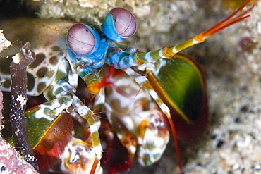 Mantis Shrimp Odontodactylus scyallarus close up. Gili Islands, Lombok, Indonesia