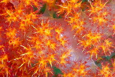 Soft Coral Dendronephthya sp. Gili Islands, Lombok, Indonesia