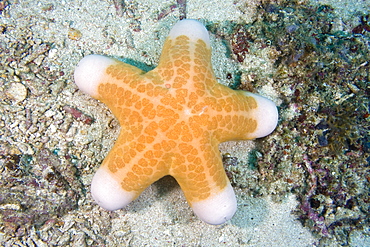 Starfish Choriaster granulatus. Gili Islands, Lombok, Indonesia