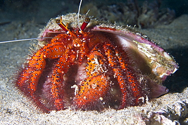 Hermit Crab Dardanus megistos. Gili Islands, Lombok, Indonesia