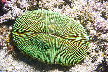 Mushroom Coral Fungi sp.. Gili Islands, Lombok, Indonesia