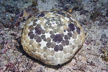 Cushion Starfish Calcita novaeguineae. Gili Islands, Lombok, Indonesia