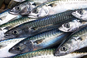 Mackerel Scomber scombrus. Sark, British Channel Islands