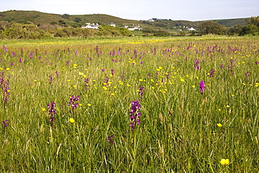 Orchid Fields, Jersey. Jersey, British Channel Islands