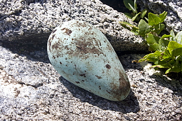 Razorbill egg (Alca torda). L'Etac, Sark, British Channel Islands