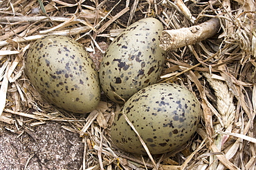  Herring Gull eggs (Larus argentatus). Grande Moie, Sark, British Channel Islands