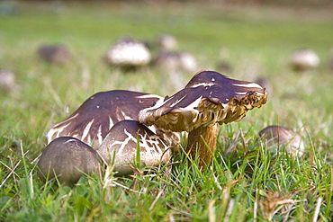 Tricholoma sp. Sark, British Channel Islands