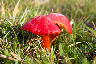 Hygrocybe coccinea Scarlet waxcap. Sark, British Channel Islands