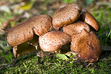 Pholiota squarrosa. Sark, British Channel Islands