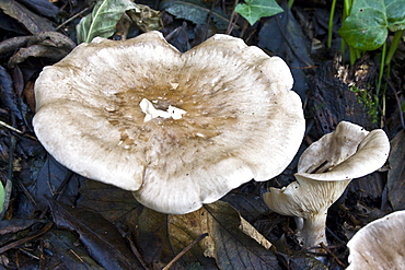 Tawny Funnel (Lepista flaccida ?). Dixcart Woods, Sark, British Channel Islands