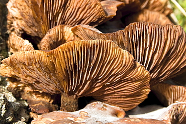 Honey Fungus Armillaria sp.. Lane to lighthouse, Sark, British Channel Islands