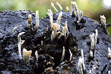 Candle Snuff Fungus Xylaria hypoxylon. Dixcart Woods, Sark, British Channel Islands