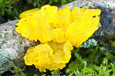 Yellow Brain fungus Tremella mesenterica. Dixcart Woods, Sark, British Channel Islands