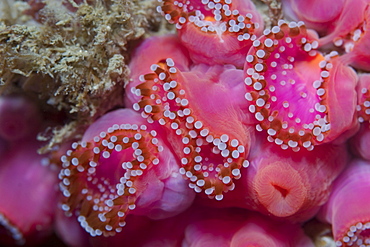 Jewel Anemones (Corynactis viridis), Sark, Channel Islands