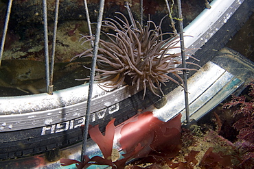 Snakelocks Anemone Anemonia viridis growing on bicycle