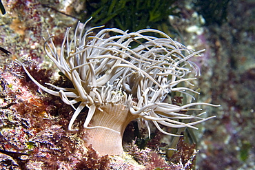 Snakelocks Anemone Anemonia viridis