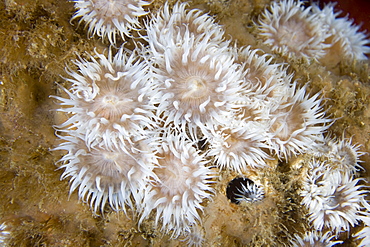 Elegant Anemones Sagartia elegans variety nivea