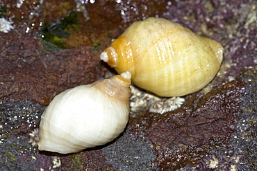 Dog Whelk Nucella lapillus