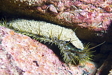 Ormer Haliotis tuberculata