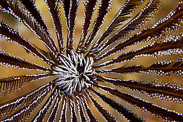 Featherstar Comanthina sp