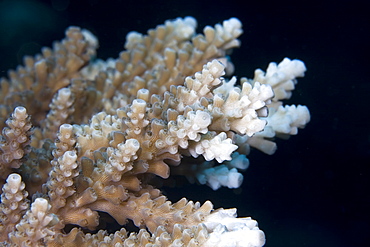 Hard branching coral Acropora sp