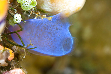 Seasquirt Rhopalaea sp