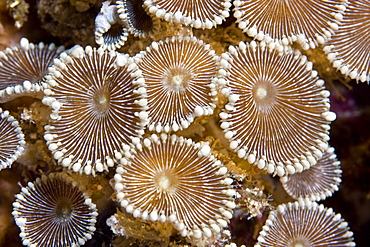 Zoantharian Protopalythoa sp