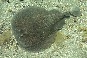 Electric Ray from above. UK   (RR)