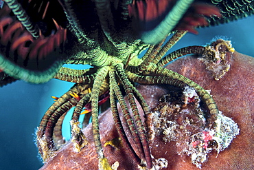 Feet of Featherstar Comanthina sp