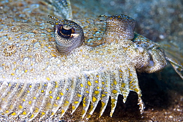 Leopard Flounder Bothus pantherinus