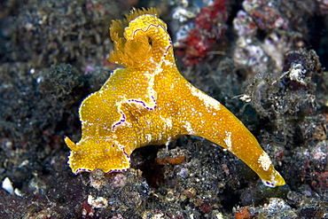 Nudibranch Cerastosoma tenue