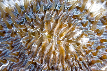 Mushroom Coral Fungia sp