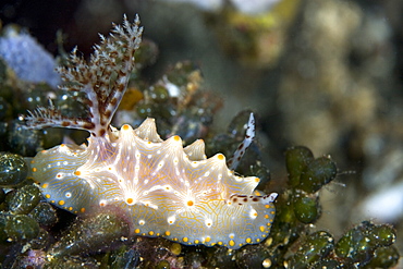 Nudibranch Halgerda sp