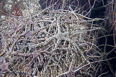 Brittlestars Ophirua sp.