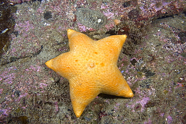 Slime Star Pteraster tesselatus