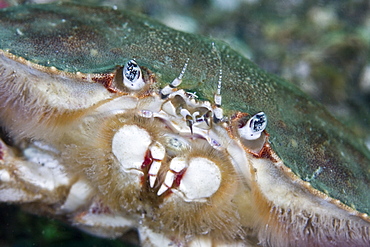 Dungeness Crab Cancer magister