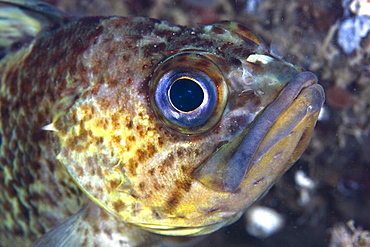 Copper Rockfish Sebastes caurinus