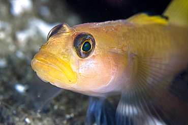 Black-eye goby Rhinogobiops nicholsii