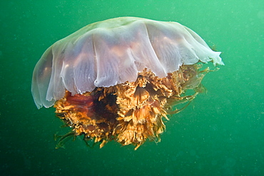 Lion's Mane Jellyfish Cyanea capillata