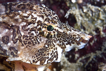 Grunt Sculpin or Pigfish Rhamphocottus richardsonii