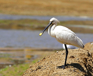 Spoonbill flipped. UK   (RR)