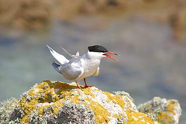 Common tern (Sterna hirundo) displaying. UK   (RR)