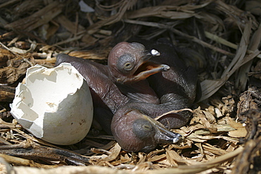 Shag chicks. UK   (RR)