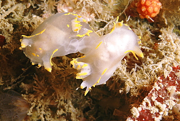 Nudibranchs (Coryphella) mating. UK