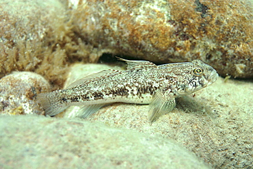 Black Goby. UK   (RR)